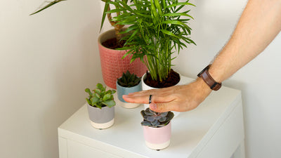 Transform Houseplants Into Talking Plants With The Touch Board